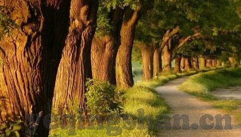 大象传媒入口伊甸园-探索大象传媒入口伊甸园的多元文化与创意空间